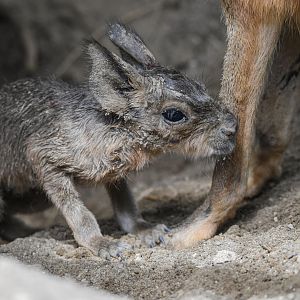 A baby Patagonian mara (Dolichotis patagonum) that was born before my eyes - Bioparc de Genève