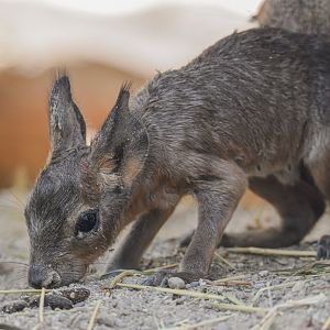 A baby Patagonian mara (Dolichotis patagonum) that was born before my eyes - Bioparc de Genève
