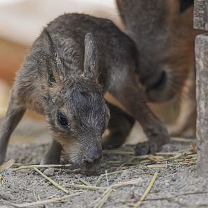 A baby Patagonian mara (Dolichotis patagonum) that was born before my eyes - Bioparc de Genève