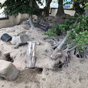 Meerkat enclosure