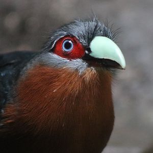 Chestnut-breasted Malkoha