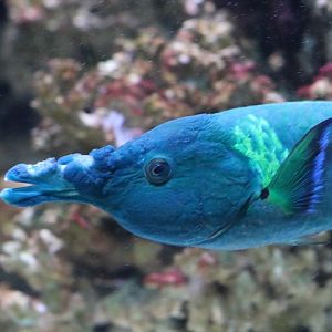 Bird Wrasse