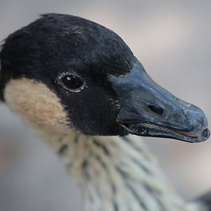 Hawaiian Goose