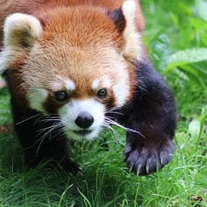 Red Panda