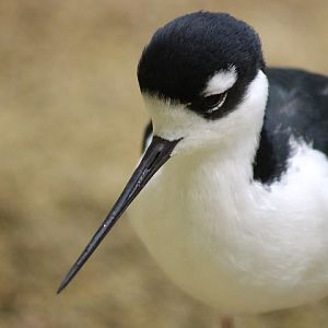 Black-necked Stilt