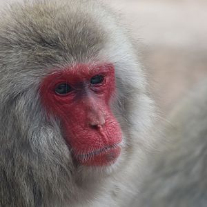 Japanese Macaque
