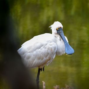 Royal Spoonbill (Platalea regia)