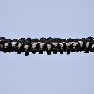 White-breasted Woodswallows (Artamus leucorynchus)
