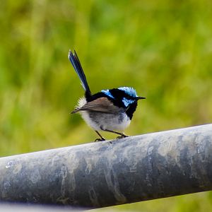 Superb Fairywren (Malurus cyaneus)