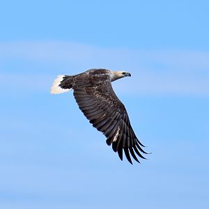 White-bellied Sea Eagle (Haliaeetus leucogaster)