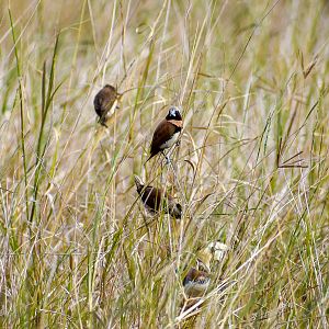 Chestnut-breasted Mannikins (Lonchura castaneothorax)