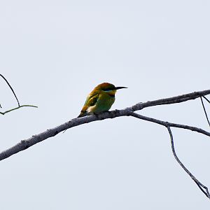 Rainbow Bee-eater (Merops ornatus)