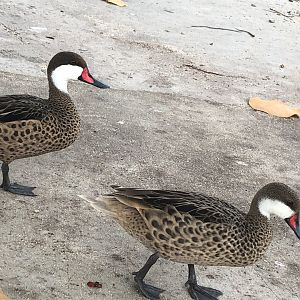 White-cheeked Pintails