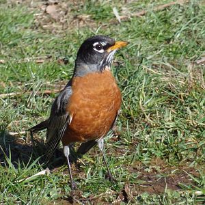 American Robin