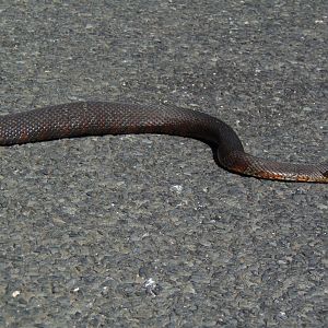Northern Watersnake