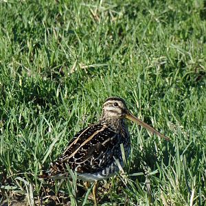 African Snipe