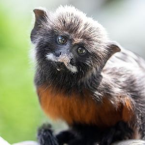 Red-bellied or White-lipped Tamarin / Hamerton / 23-6-21