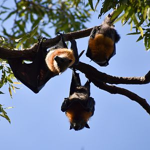 Grey-headed Flying Foxes (Pteropus poliocephalus)