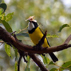 Australian Golden Whistler (Pachycephala pectoralis)