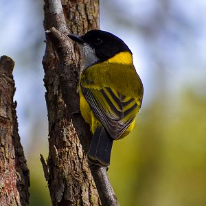 Australian Golden Whistler (Pachycephala pectoralis)