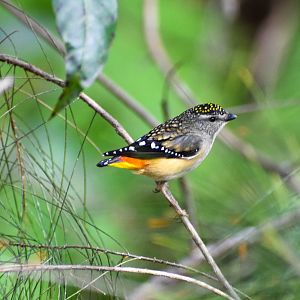 Spotted Pardalote (Pardalotus punctatus)