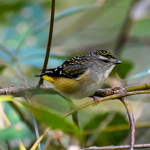 Spotted Pardalote (Pardalotus punctatus)