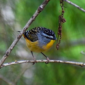 Spotted Pardalote (Pardalotus punctatus)