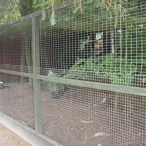 Hobro Minizoo - Turkey aviary