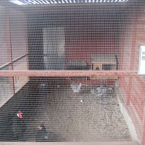 Hobro Minizoo - Chicken aviary #1