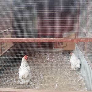 Hobro Minizoo - Chicken aviary #2