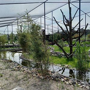 New Walk-through Flamingo - Wader aviary