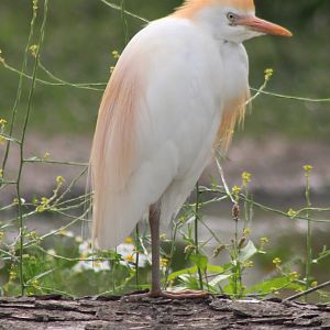Cattle egret