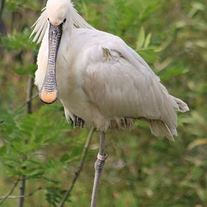 European spoonbill