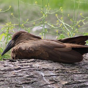 Hamerkop