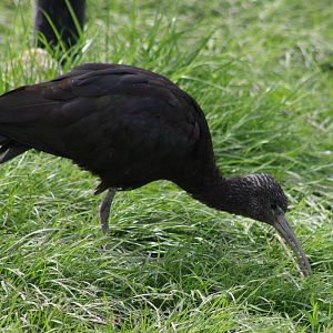 Glossy ibis