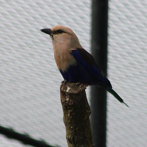 Blue-bellied roller