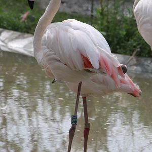 Greater flamingo