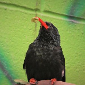 World of Birds - Green Wood-Hoopoe