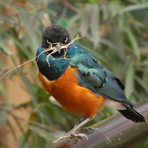 World of Birds - Superb Starling