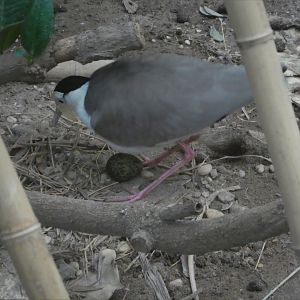 World of Birds - Masked Lapwing with Egg