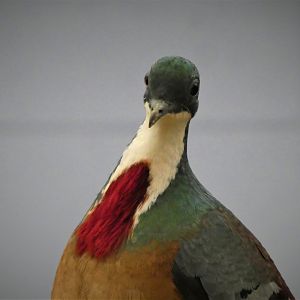 World of Birds - Mindanao Bleeding-Heart