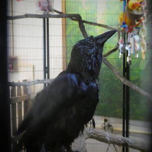 World of Birds - American Crow
