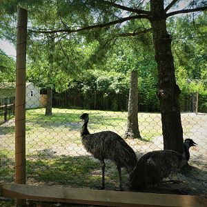 NEW - Australia - Emu Exhibit