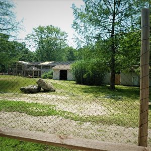 NEW - Australia - Red Kangaroo Exhibit