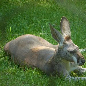 NEW - Australia - Red Kangaroo