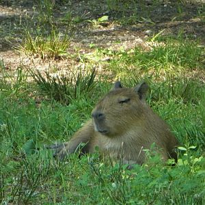 Baby Capybara