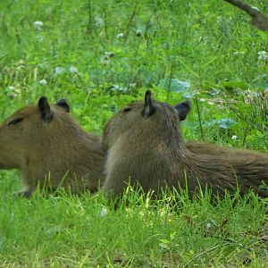 Baby Capybaras
