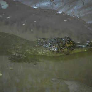 NEW - Reptile & Amphibian House - Chinese Alligator