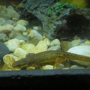 Reptile & Amphibian House - Eastern Newt