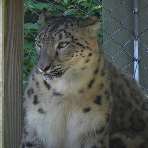Walter H. Trettin Snow Leopard Habitat - Snow Leopard